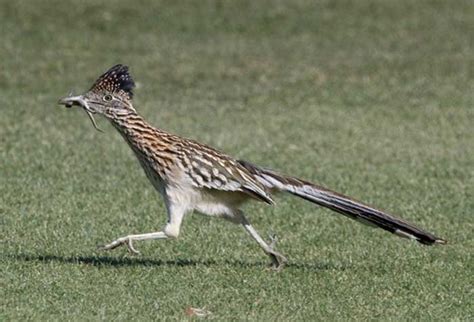 Roadrunner - Bird - Geococcyx californianus - DesertUSA