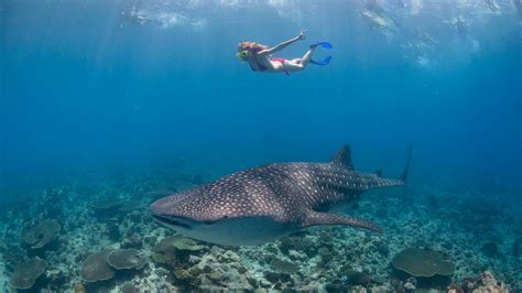 Scuba diving in South Ari Atoll, Maldives | ZuBlu