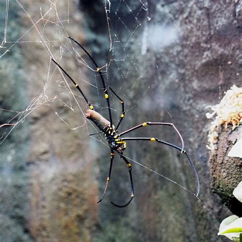 Melbourne Zoo - Giant Orb Weaver Spider - CannibalRabbit.com