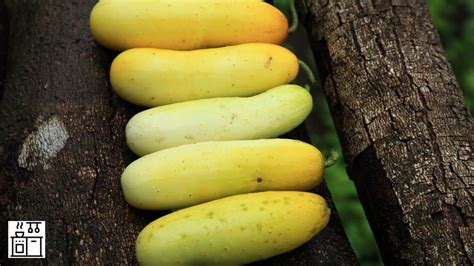 12 Cucumber Varieties that Turn Yellow when Ripe