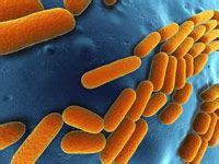 Heterotrophic Bacteria in Drinking Water - H2O Distributors | Drinking water, Water treatment ...