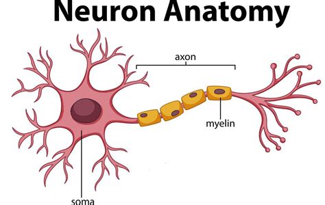 Brain Anatomy and How the Brain Works | Johns Hopkins Medicine