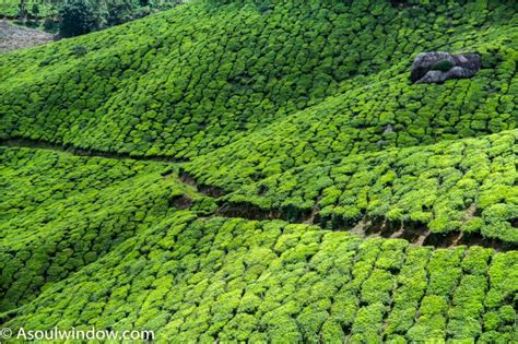 Top 5 Beautiful Tea Plantations to Explore in Kerala with Family - A Soul Window