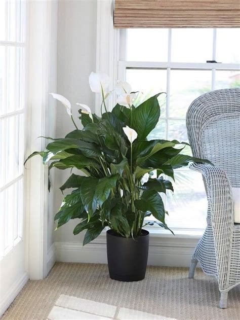 10 Small Indoor Plants That Thrive In Low-Light Conditions