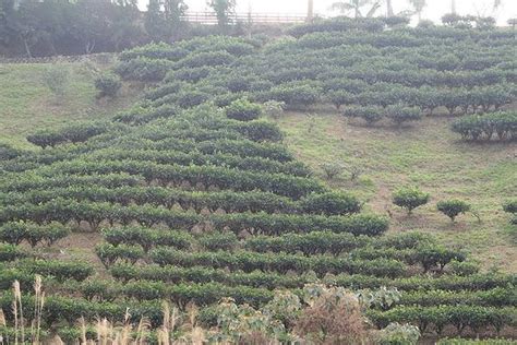 Camellia sinensis (Tea Camellia) | North Carolina Extension Gardener ...