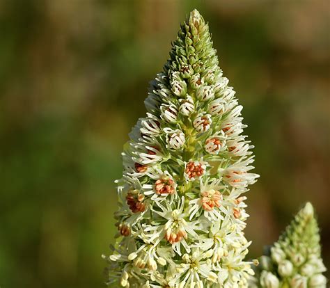 Reseda odorata 'Machet Mignonette' - SeedScape