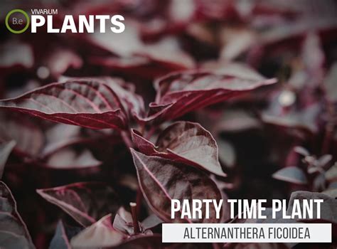 Alternanthera Ficoidea "Party Time Plant" | The Care Guide