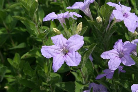 Wild Petunia | The Morton Arboretum