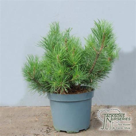 Buy Pinus mugo Pumilio in the UK