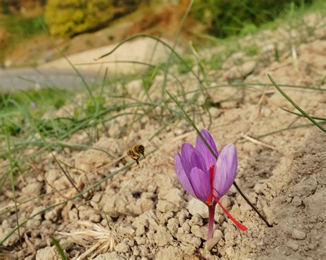 15% growth of lands under saffron cultivation in Marand