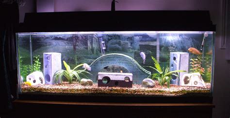 freshwater fish tank decoration ideas - Conchita Giron