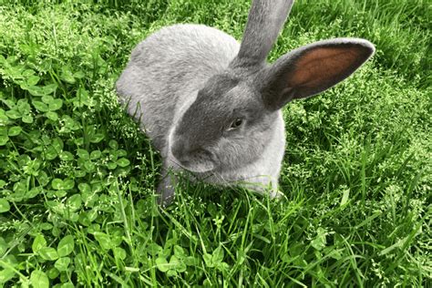 Silver Fox Rabbit (Size, Color, Temperament, Behavior)