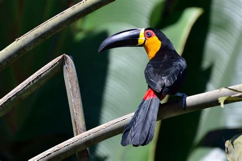 The Channel-Billed Toucan