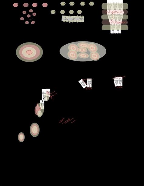 Illustration of the starch morphology in the native state (A-E), and ...