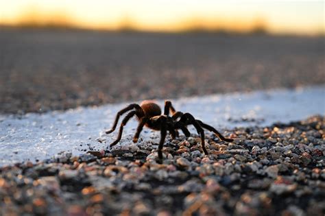 Photos: 2022 tarantula mating "migration" in Southern Colorado