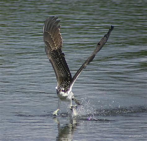 "Osprey fishing" by arcadian7 | Redbubble