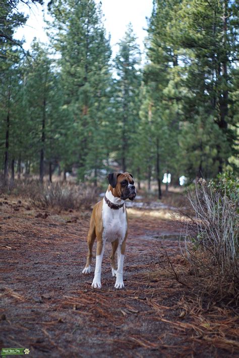 AKC Registered Pure Breed German Boxer with Pedigree - Stud Dog in Los Angeles, CA, the United ...