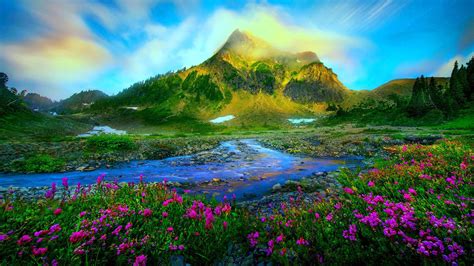 Nature landscape Spring-melting of snow wild purple flowers stream stones green grass mountain ...