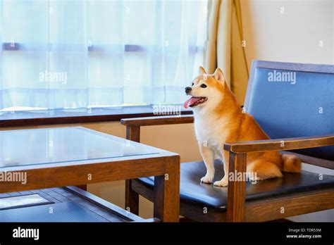 Japanese Shiba Inu dog Stock Photo - Alamy