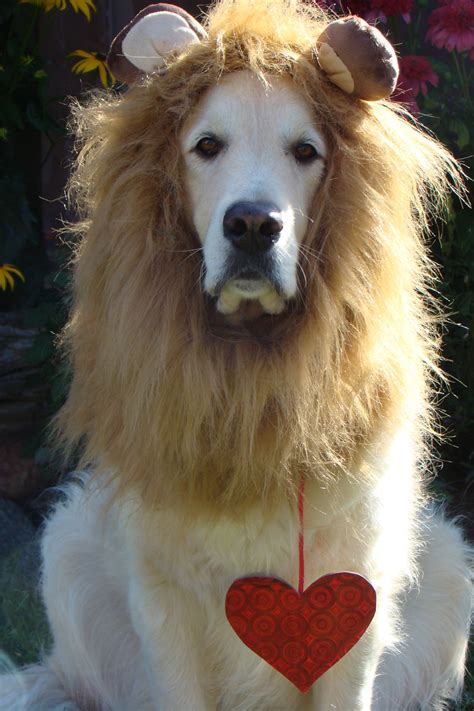 Bentley posing as the cowardly lion from Wizard of Oz with a heart ...