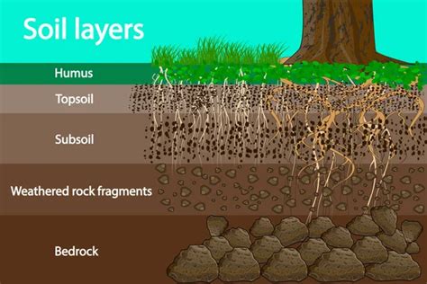 Soil layers. Diagram for layer of soil. Soil layer scheme with grass ...