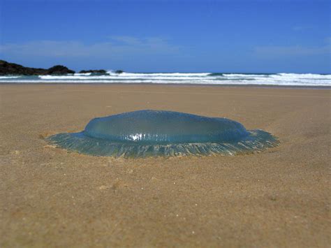 Dead Jelly Fish On A Beach In Australia Photograph by Christophe Launay - Fine Art America