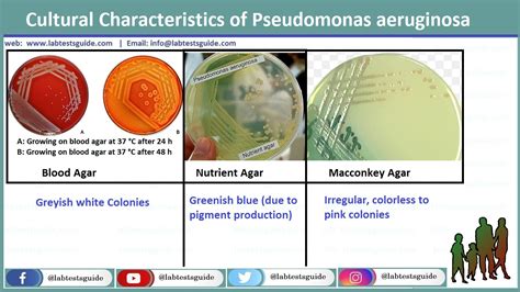 Pseudomonas Aeruginosa In Urine