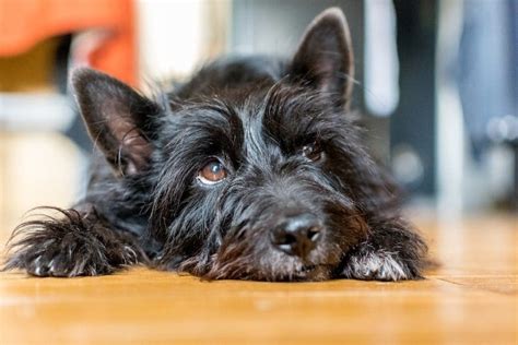 10 Scottish Terrier Mixes (With Pictures) | Hepper