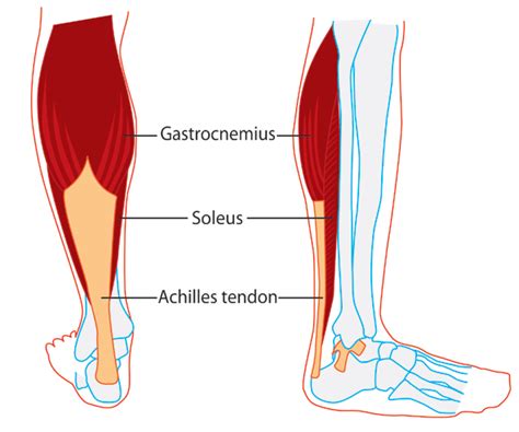 Soleus:Origin, Insertion, Action & Nerve Supply » How To Relief