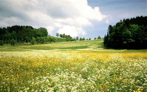 green grass field #landscape #field #flowers #trees #nature #1080P # ...