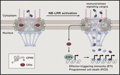 Gating Immunity and Death at the Nuclear Pore Complex: Cell