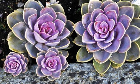 20 Pretty Pink Succulents You Must Grow - Blooming Anomaly