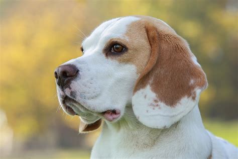 Beagle Hunting Dog Breeding Male - Free photo on Pixabay