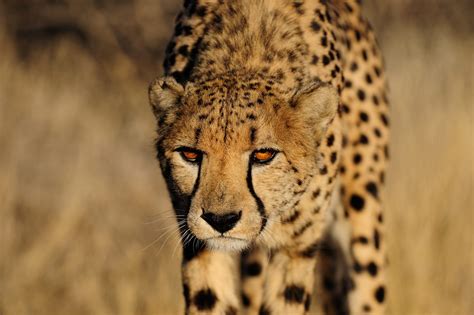 Cheetah – The Fastest Land Animal In The World – Impressive Nature