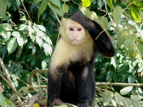 White-faced Capuchin Monkey - Costa Rica