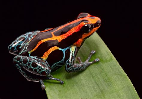 Dart Frog: A Frontend Language Moves to the Backend - The New Stack