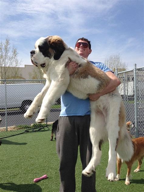 20 Big Dogs Who Really Don't Know How Big They Are (PHOTOS) | Cute ...