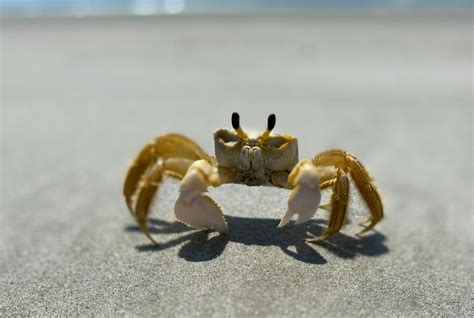 Brown Ghost Crab on Gray Sand · Free Stock Photo