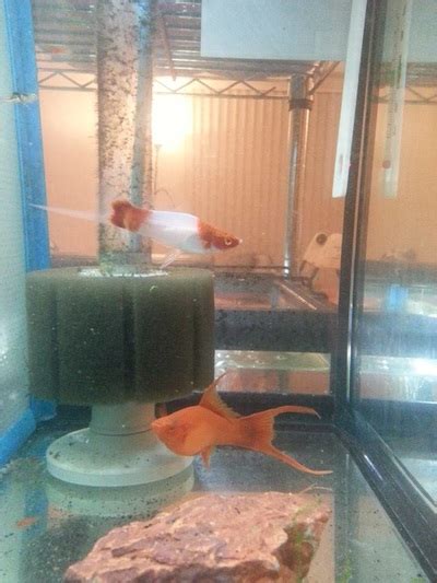 Koi swordtail breeding project - A Connecticut Swordtail breeder