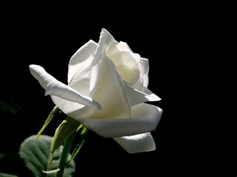 White Roses Black Backgrounds - Wallpaper Cave