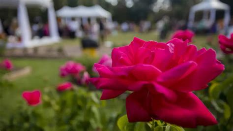 Top Rose Festivals in the U.S. in 2023 | Petal Talk