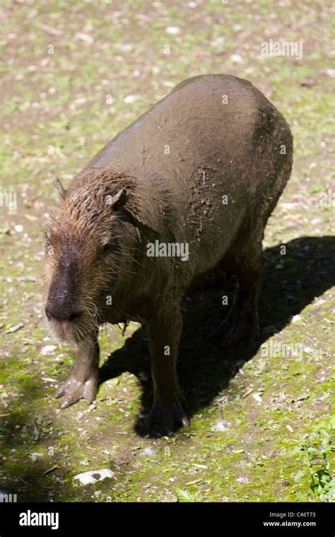 Capybara meat hi-res stock photography and images - Alamy