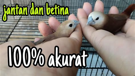 cara bedain jantan dan betina burung emprit bondol haji.100% akurat - YouTube