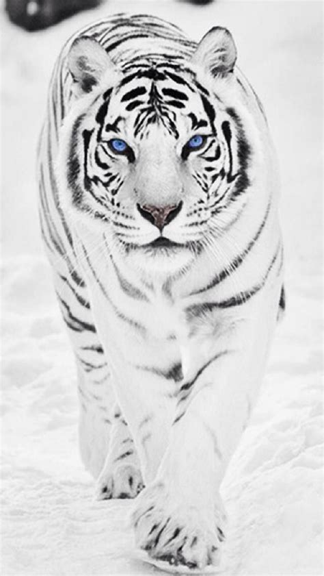 Tigre siberiano!!! Quiero uno! | Animais bonitos, Gatos selvagens ...