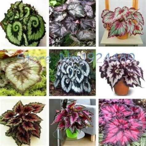 Unique 9 Colors Begonia Flower Seeds 50PCS Seeds MIX. 4482 - Etsy