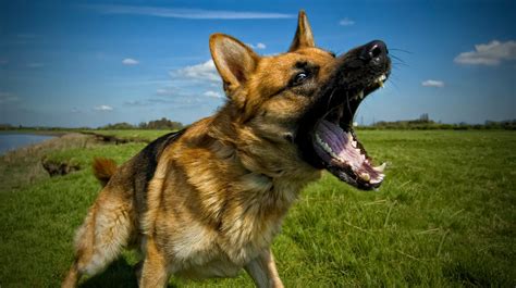 Los perros tienden a guardar rencor después de pelearse