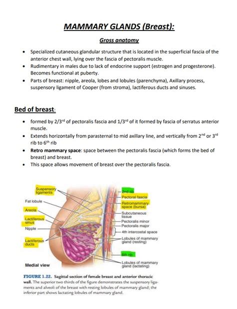 Mammary Glands Anatomy - NoteXchange