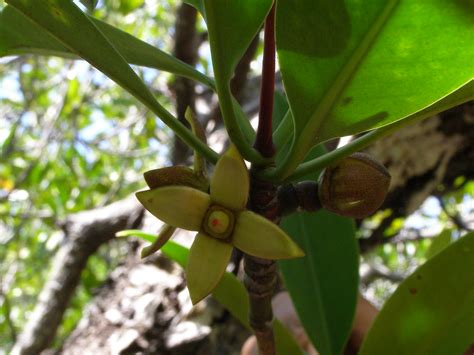 Rhizophora apiculata | Flowers are on a short peduncle, stip… | dfjtees | Flickr