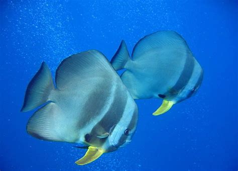 Spadefish Are Here: The bait of choice for spadefish is clam | Archives | dailyprogress.com