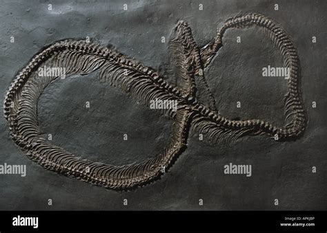 Boidae (Boidae), extinct snake of Messel pit Stock Photo - Alamy